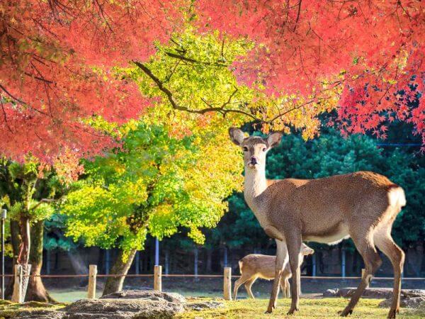 Viajes a Japón - Que ver en Japón - Nara Parque de los ciervos