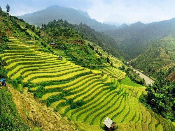 Viaje Vietnam - Halong campos arroz
