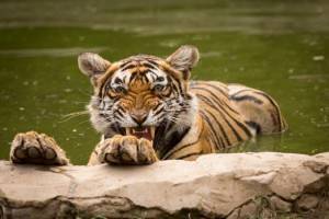 Viajes a la India - Que ver en la India - Ranthambore - Safari tigres