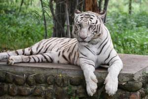 Viajes a la India - Que ver en la India - Ranthambore - Safari Tigres