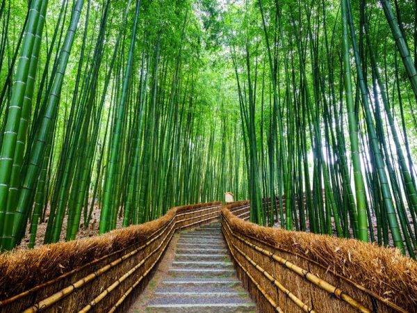 Viajes a Japón - Que ver en Japón - Kioto Bosque bambu