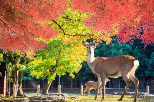 Que ver en Japón - Nara Parque de los ciervos