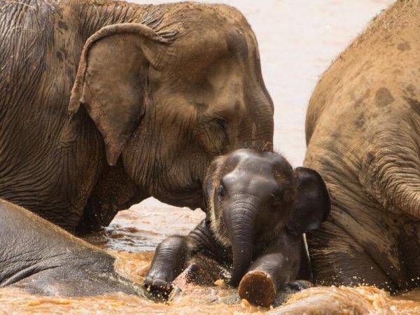Viajes a Tailandia - Que ver en Tailandia - Chiang Mai - Elefantes
