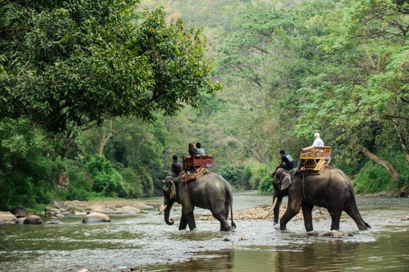 Viajes en familia a Tailandia - Safari en Elefantes