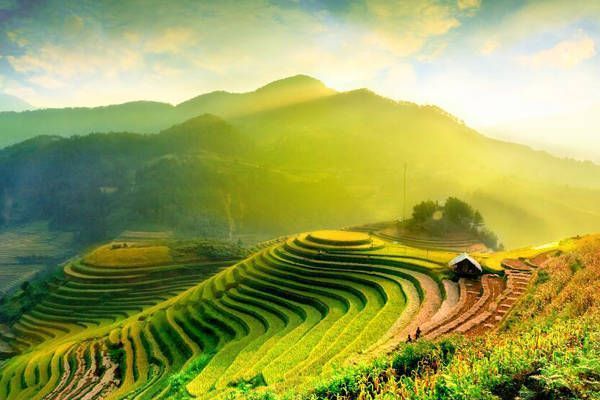 campos arroz halong