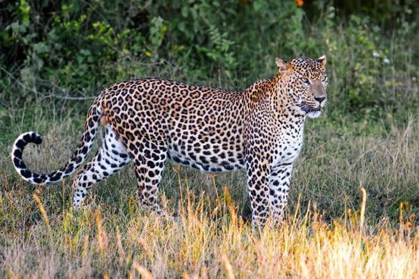 Sri Lanka y Maldivas en Invierno- Parque nacional de Yala Sri Lanka