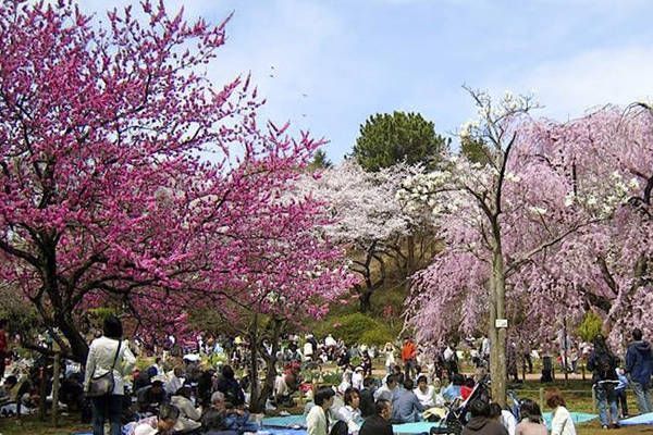 tradicion hanami japon