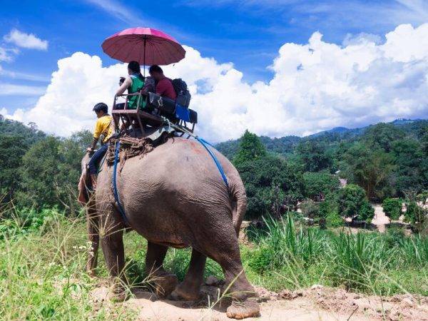 Viajes Tailandia - Safari elefante