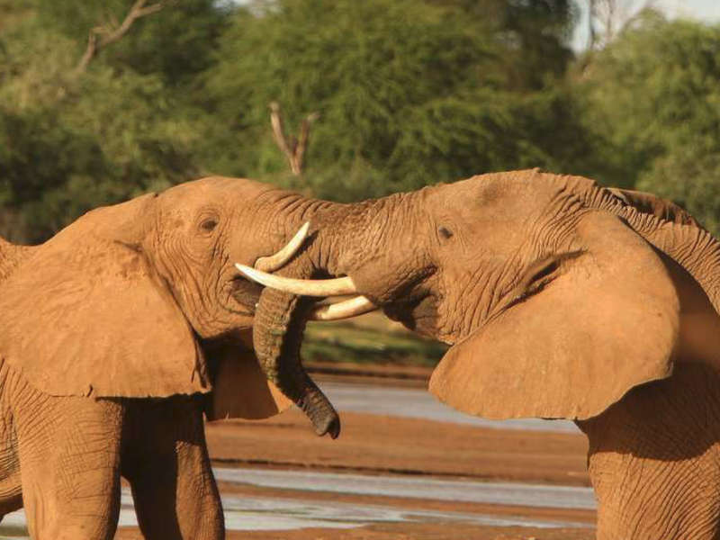 Safari kenia elefantes