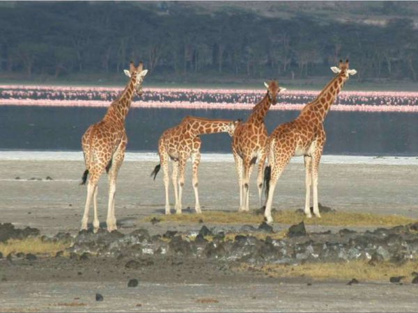Safari kenia girafas