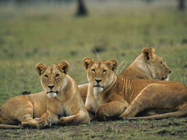Safari kenia leones