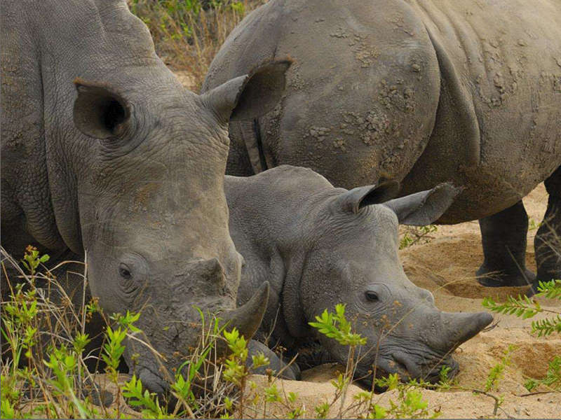 Safari kenia rinocerontes