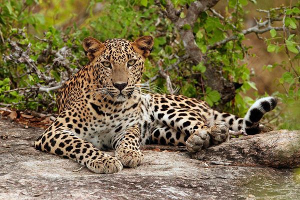 Viajar Sri Lanka Yala leopardos