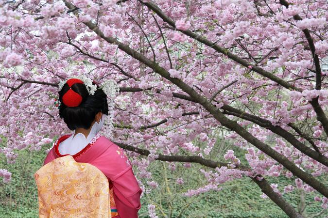 mejor epoca para viajar a japon cerezos