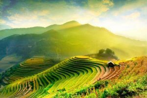 Viajes a Vietnam Halong Arrozales