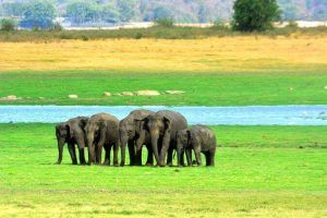 viajes a sri lanka - parque elefantes