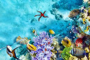 Especies marinas que verás en las Islas Maldivas