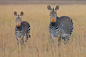 Safaris en Kenia, nuevas experiencias para tu vida.