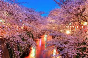 Enamórate del hanami, regalo de la primavera en Japón