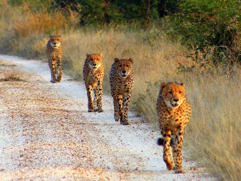 Viajes Sudáfrica Parque Kruger