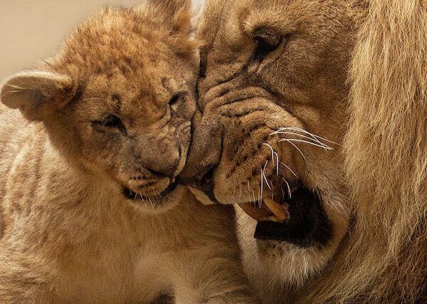 León Adulto Jugando Con Cachorro De León