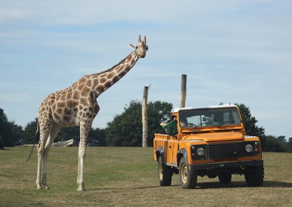 Vehículos De Safari