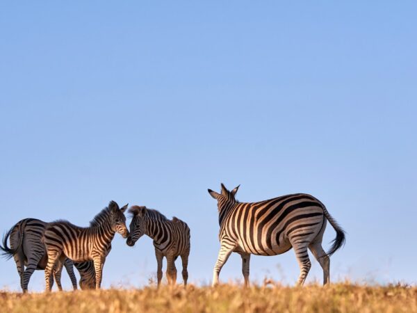 wolfgang-hasselmann-m3vgX7vjauA-unsplash