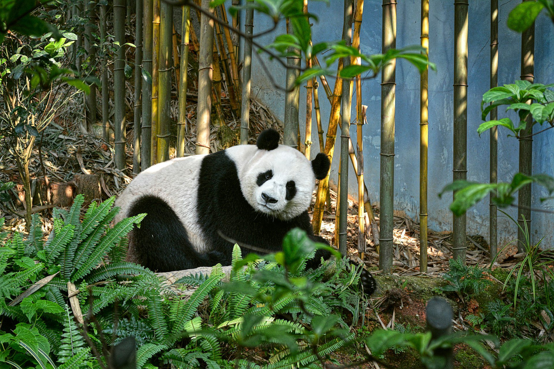 China: Avatar, osos panda y Gran Buda de Leshan