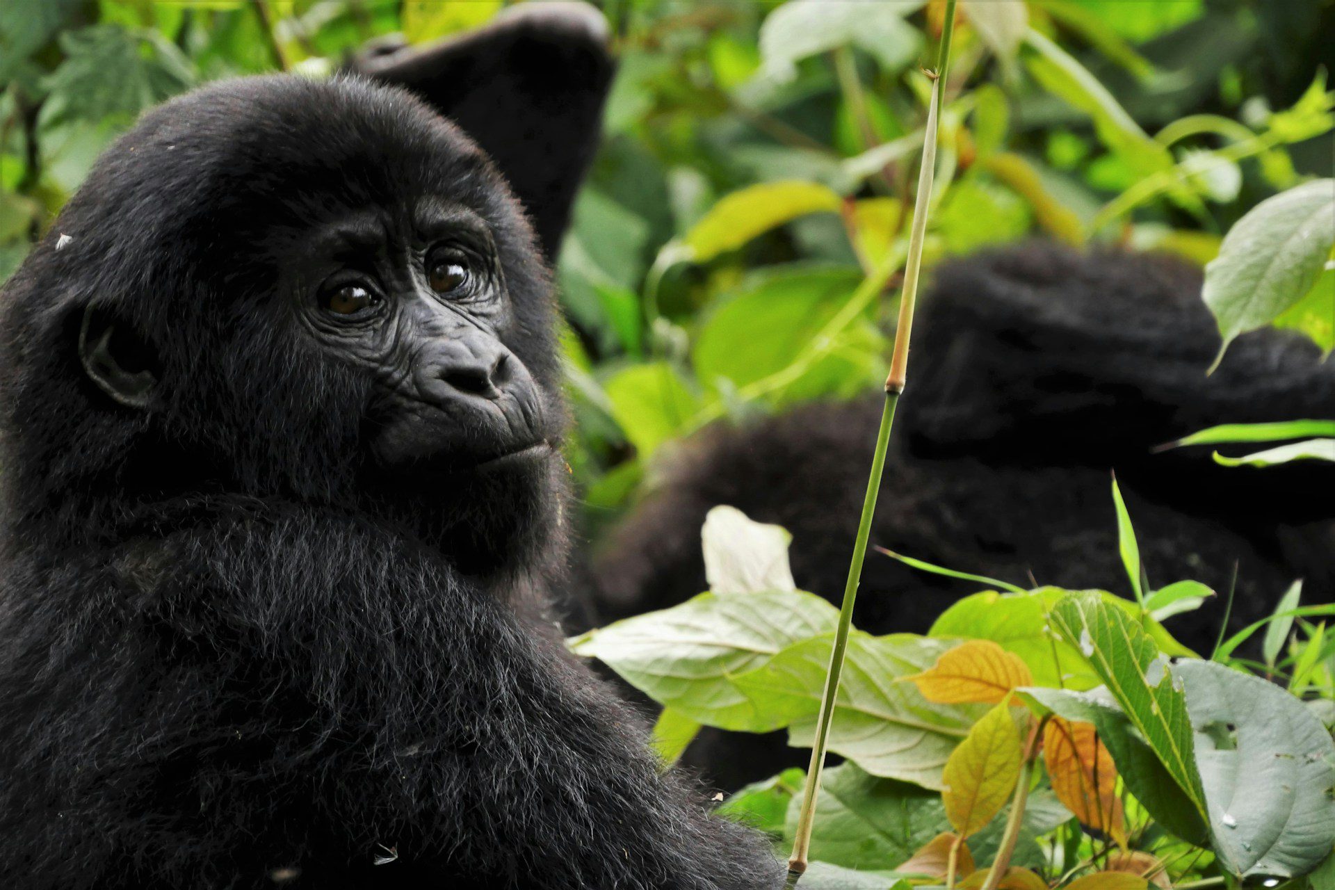Uganda Chimpances y Gorilas